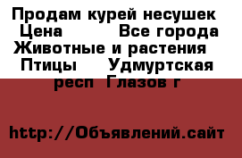 Продам курей несушек › Цена ­ 350 - Все города Животные и растения » Птицы   . Удмуртская респ.,Глазов г.